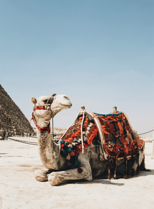Tours Of Egypt
